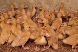 Young ducklings - Australian duck farming - Captured at Tinder Creek Duck Farm, Mellong NSW Australia.