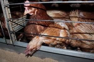 Hens in battery cages - Australian egg farming at Steve's Fresh Farm Eggs NSW - Captured at Steve's Fresh Farm Eggs, Rossmore NSW Australia.