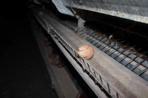 Cracked egg on conveyor belt - Australian egg farming at Steve's Fresh Farm Eggs NSW - Captured at Steve's Fresh Farm Eggs, Rossmore NSW Australia.