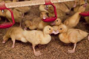 Young ducklings - Australian duck farming - Captured at Tinder Creek Duck Farm, Mellong NSW Australia.