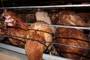 Hens in battery cages with feather loss - Australian egg farming at Steve's Fresh Farm Eggs NSW - Captured at Steve's Fresh Farm Eggs, Rossmore NSW Australia.