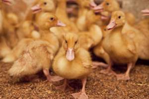 Young ducklings - Australian duck farming - Captured at Tinder Creek Duck Farm, Mellong NSW Australia.