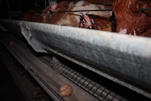 Cracked egg on conveyor belt - Australian egg farming at Steve's Fresh Farm Eggs NSW - Captured at Steve's Fresh Farm Eggs, Rossmore NSW Australia.