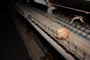 Cracked egg on conveyor belt - Australian egg farming at Steve's Fresh Farm Eggs NSW - Captured at Steve's Fresh Farm Eggs, Rossmore NSW Australia.