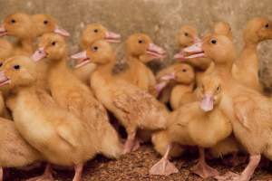 Young ducklings - Australian duck farming - Captured at Tinder Creek Duck Farm, Mellong NSW Australia.