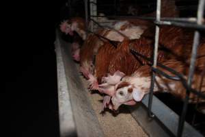 Hens in battery cages eating - Australian egg farming at Steve's Fresh Farm Eggs NSW - Captured at Steve's Fresh Farm Eggs, Rossmore NSW Australia.