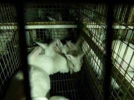 Rabbit farming at Baldivis Rabbits WA - Captured at Baldivis Rabbits, Baldivis WA Australia.