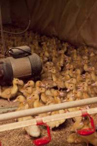 Young ducklings - Australian duck farming - Captured at Tinder Creek Duck Farm, Mellong NSW Australia.