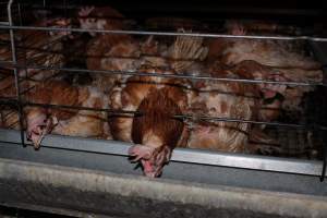 Hens in battery cages - Australian egg farming at Steve's Fresh Farm Eggs NSW - Captured at Steve's Fresh Farm Eggs, Rossmore NSW Australia.