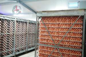 Eggs in cool room prior to incubation - Captured at SBA Hatchery, Bagshot VIC Australia.