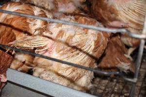 Hens in battery cages with feather loss - Australian egg farming at Steve's Fresh Farm Eggs NSW - Captured at Steve's Fresh Farm Eggs, Rossmore NSW Australia.