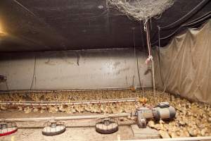 Young ducklings - Australian duck farming - Captured at Tinder Creek Duck Farm, Mellong NSW Australia.