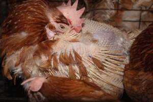 Hens in battery cages with feather loss - Australian egg farming at Steve's Fresh Farm Eggs NSW - Captured at Steve's Fresh Farm Eggs, Rossmore NSW Australia.