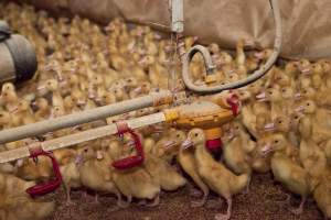 Young ducklings - Australian duck farming - Captured at Tinder Creek Duck Farm, Mellong NSW Australia.