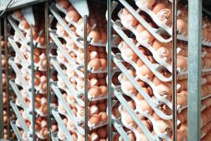 Eggs in cool room prior to incubation - Captured at SBA Hatchery, Bagshot VIC Australia.