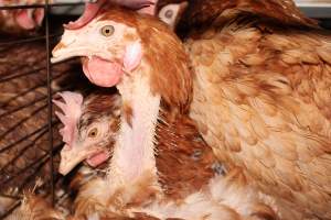 Hens in battery cages with feather loss - Australian egg farming at Steve's Fresh Farm Eggs NSW - Captured at Steve's Fresh Farm Eggs, Rossmore NSW Australia.