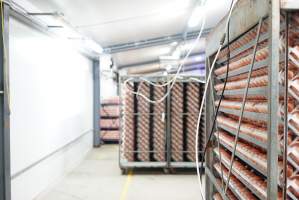 Eggs in cool room prior to incubation - Captured at SBA Hatchery, Bagshot VIC Australia.