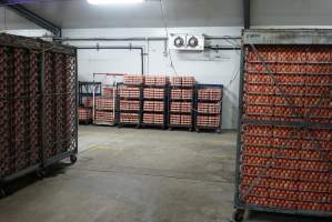 Eggs in cool room prior to incubation - Captured at SBA Hatchery, Bagshot VIC Australia.