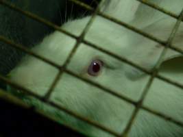 Rabbit farming at Baldivis Rabbits WA - Captured at Baldivis Rabbits, Baldivis WA Australia.