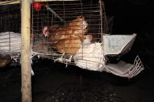 Hens in battery cages - Older style (single tier). Wire floor. - Captured at Steve's Fresh Farm Eggs, Rossmore NSW Australia.