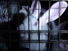 Rabbit farming at Baldivis Rabbits WA - Captured at Baldivis Rabbits, Baldivis WA Australia.