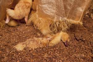 Duckling choked to death by strands of tarp - Australian duck farming - Captured at Tinder Creek Duck Farm, Mellong NSW Australia.