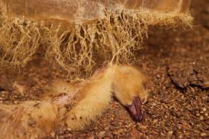 Duckling choked to death by strands of tarp - Australian duck farming - Captured at Tinder Creek Duck Farm, Mellong NSW Australia.