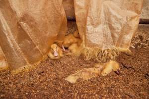 Duckling choked to death by strands of tarp - Australian duck farming - Captured at Tinder Creek Duck Farm, Mellong NSW Australia.