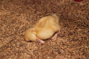 Dead or unwell duckling - Australian duck farming - Captured at Tinder Creek Duck Farm, Mellong NSW Australia.