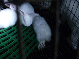 Rabbit farming at Baldivis Rabbits WA - Captured at Baldivis Rabbits, Baldivis WA Australia.