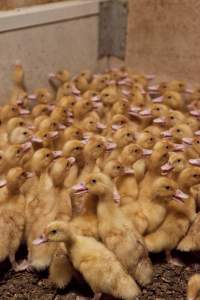 Young ducklings - Australian duck farming - Captured at Tinder Creek Duck Farm, Mellong NSW Australia.