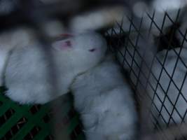 Rabbit farming at Baldivis Rabbits WA - Captured at Baldivis Rabbits, Baldivis WA Australia.