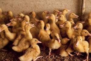 Young ducklings - Australian duck farming - Captured at Tinder Creek Duck Farm, Mellong NSW Australia.