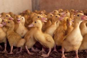 Young ducklings - Australian duck farming - Captured at Tinder Creek Duck Farm, Mellong NSW Australia.