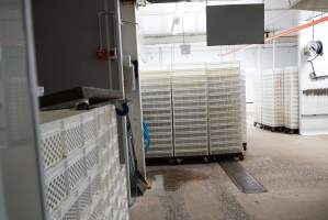 Sorting room outside sealed maceration room - Captured at SBA Hatchery, Bagshot VIC Australia.