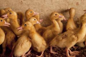 Young ducklings - Australian duck farming - Captured at Tinder Creek Duck Farm, Mellong NSW Australia.