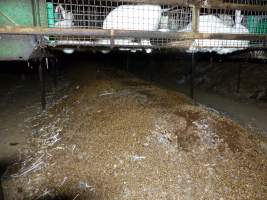 Rabbit farming at Baldivis Rabbits WA - Captured at Baldivis Rabbits, Baldivis WA Australia.