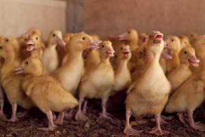 Young ducklings - Australian duck farming - Captured at Tinder Creek Duck Farm, Mellong NSW Australia.