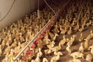 Young ducklings - Australian duck farming - Captured at Tinder Creek Duck Farm, Mellong NSW Australia.