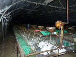 Rabbit farming at Baldivis Rabbits WA - Captured at Baldivis Rabbits, Baldivis WA Australia.