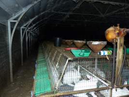 Rabbit farming at Baldivis Rabbits WA - Captured at Baldivis Rabbits, Baldivis WA Australia.