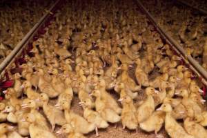 Young ducklings - Australian duck farming - Captured at Tinder Creek Duck Farm, Mellong NSW Australia.