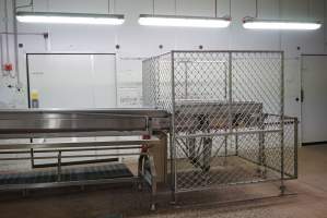 Conveyor belts in chick sorting area - Healthy female chicks continue into debeaking room, male chicks and unhealthy females go to macerator. - Captured at SBA Hatchery, Bagshot VIC Australia.