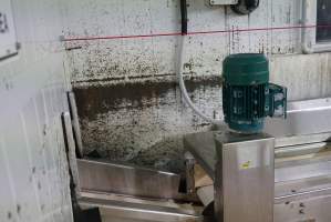 Conveyor belt leading into sealed maceration room (left) - Carries male chicks and unhealthy females into macerator. - Captured at SBA Hatchery, Bagshot VIC Australia.