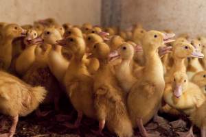 Young ducklings - Australian duck farming - Captured at Tinder Creek Duck Farm, Mellong NSW Australia.