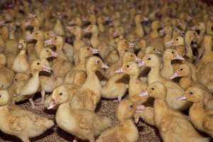 Young ducklings - Australian duck farming - Captured at Tinder Creek Duck Farm, Mellong NSW Australia.