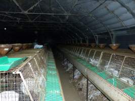 Rabbit farming at Baldivis Rabbits WA - Captured at Baldivis Rabbits, Baldivis WA Australia.