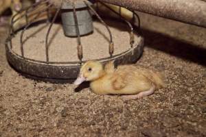 Australian duck farming, 2012