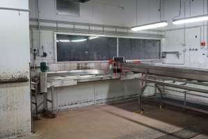 Conveyor belts in chick sorting area - Healthy female chicks continue into debeaking room, male chicks and unhealthy females go to macerator. - Captured at SBA Hatchery, Bagshot VIC Australia.