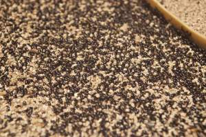 Floor filled with bugs - Australian duck farming - Captured at Tinder Creek Duck Farm, Mellong NSW Australia.